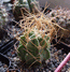Astrophytum senile v.aureum