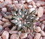 Ariocarpus kotschubeyanus v.macdowellii