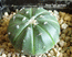 Astrophytum asterias f.nudum