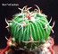 Echinofossulocactus pentacanthus